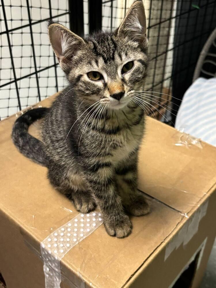 Peter, a Adoptable Domestic Short Hair in Muskegon, MI image 1/2