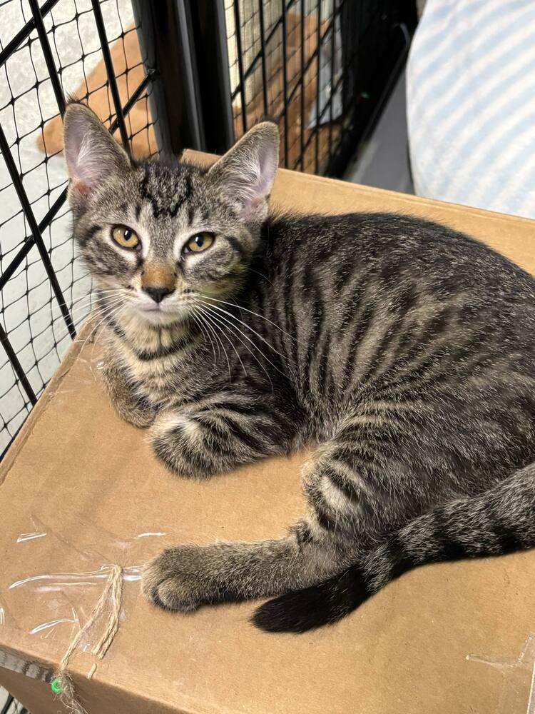 Peter, a Adoptable Domestic Short Hair in Muskegon, MI image 2/2