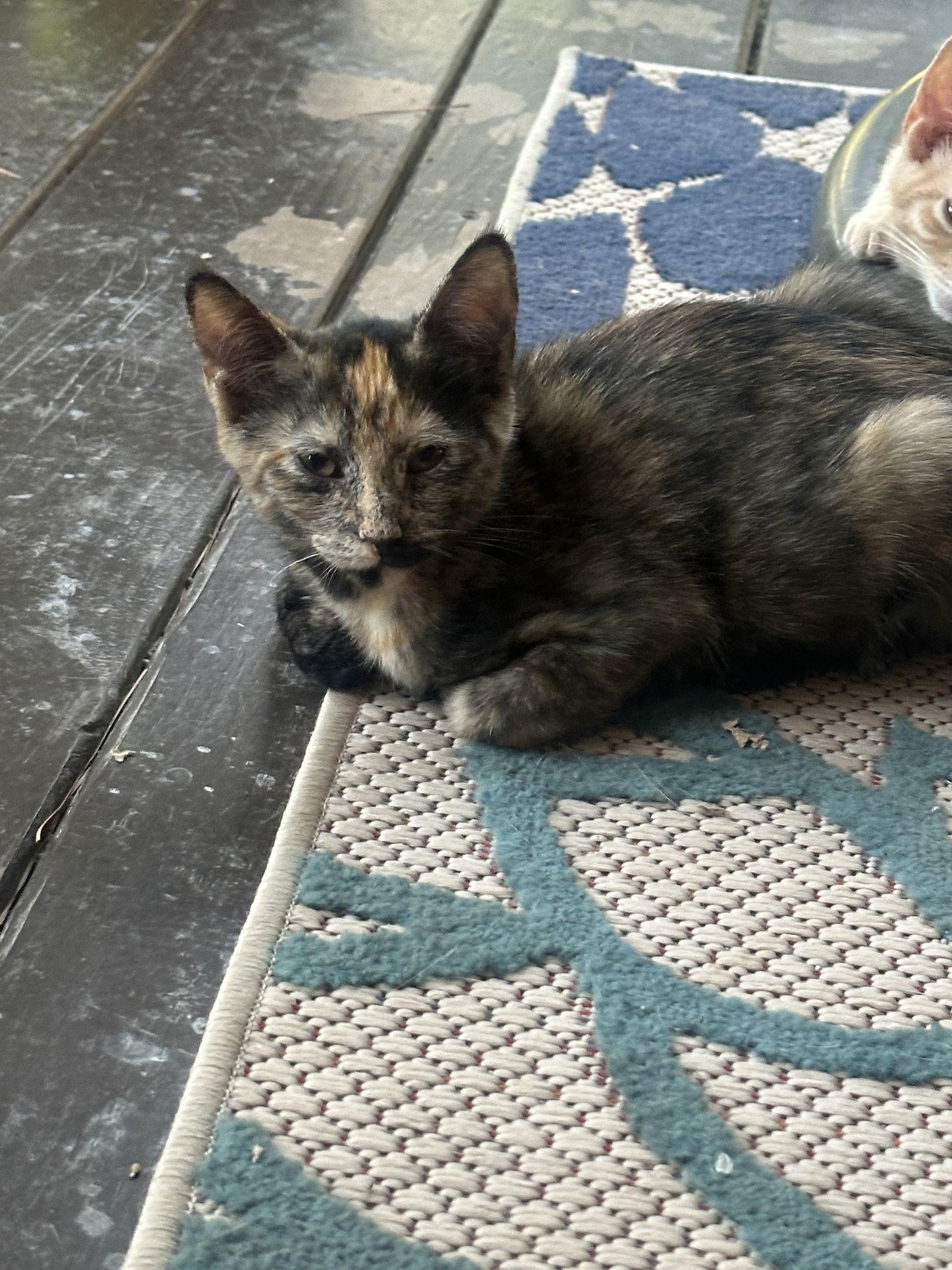 Fiona, Adoptable, Young Female Domestic Short Hair & Tortoiseshell.