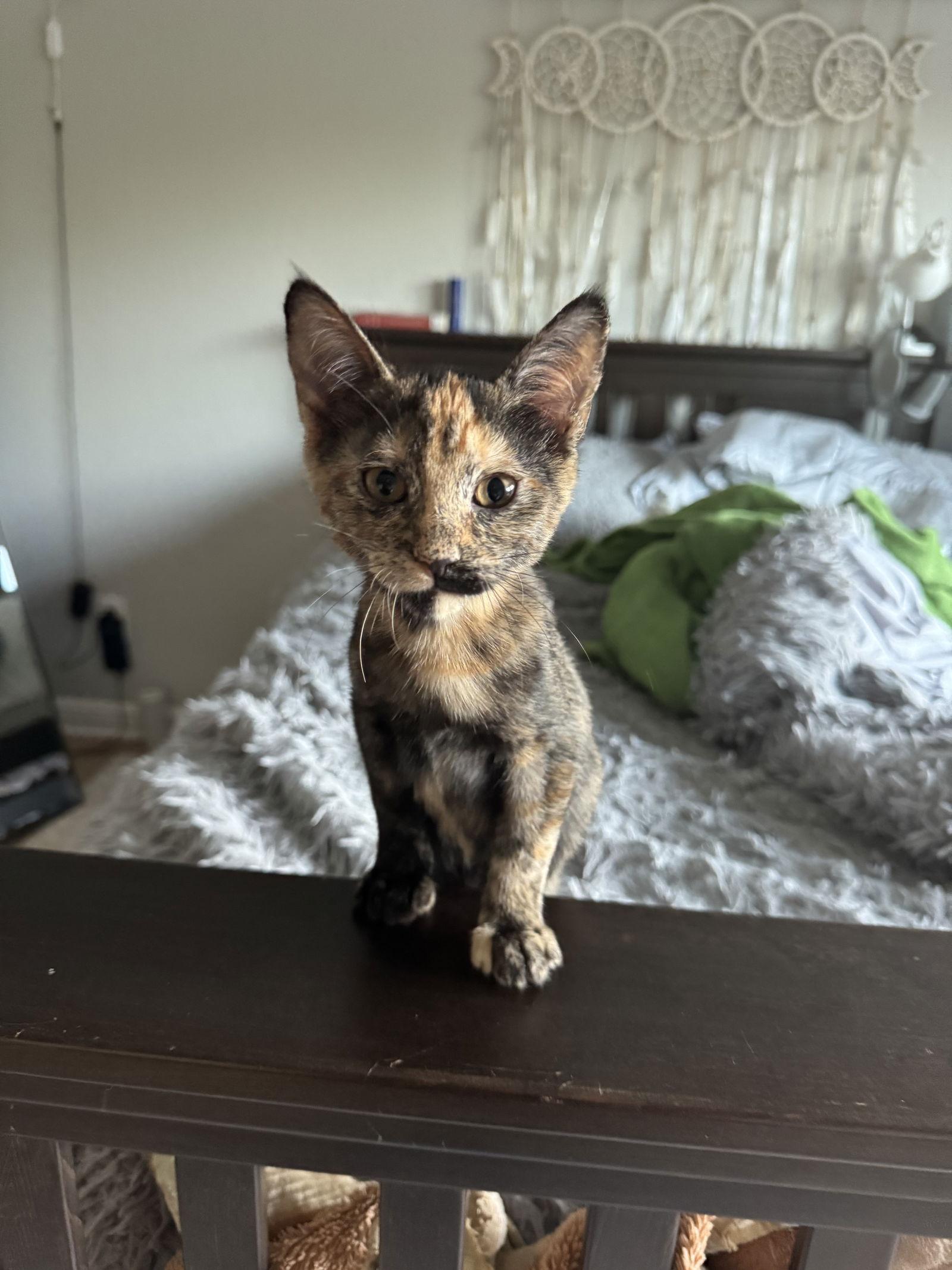 Enlarge Fiona, a Adoptable mixed breed in The Woodlands, TX image 2/3