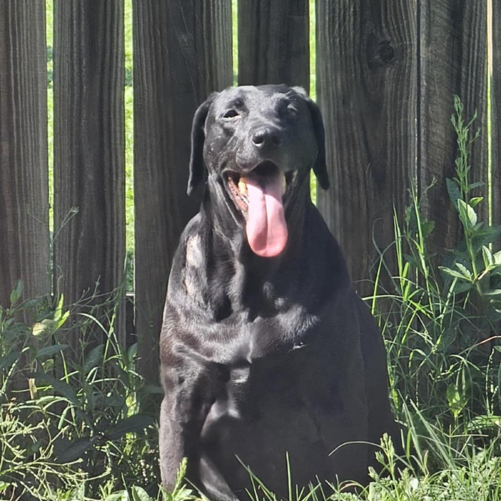 Koko aka Lovebug RE — thumbnail 2