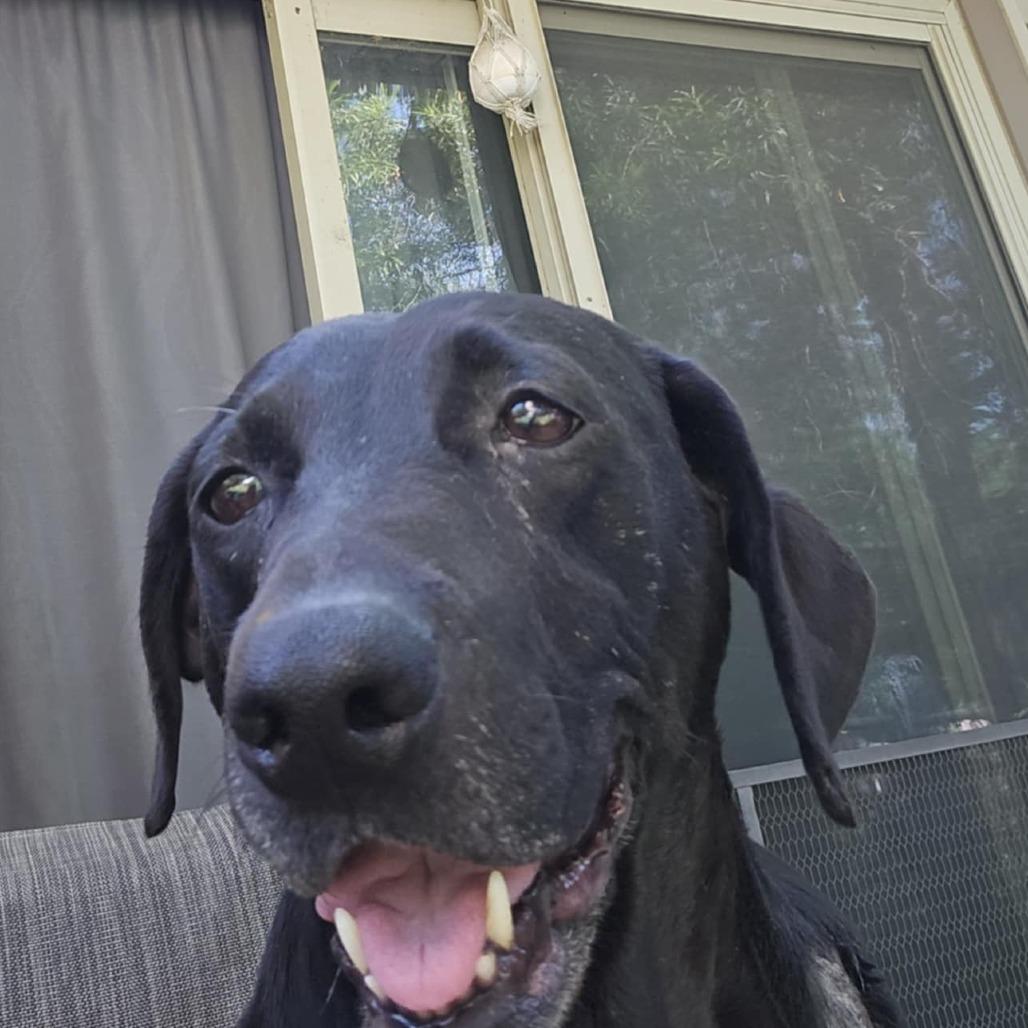 Koko aka Lovebug RE — thumbnail 4