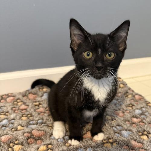 Enlarge Wesley, a Adoptable Domestic Short Hair in Georgetown, KY image 1/1