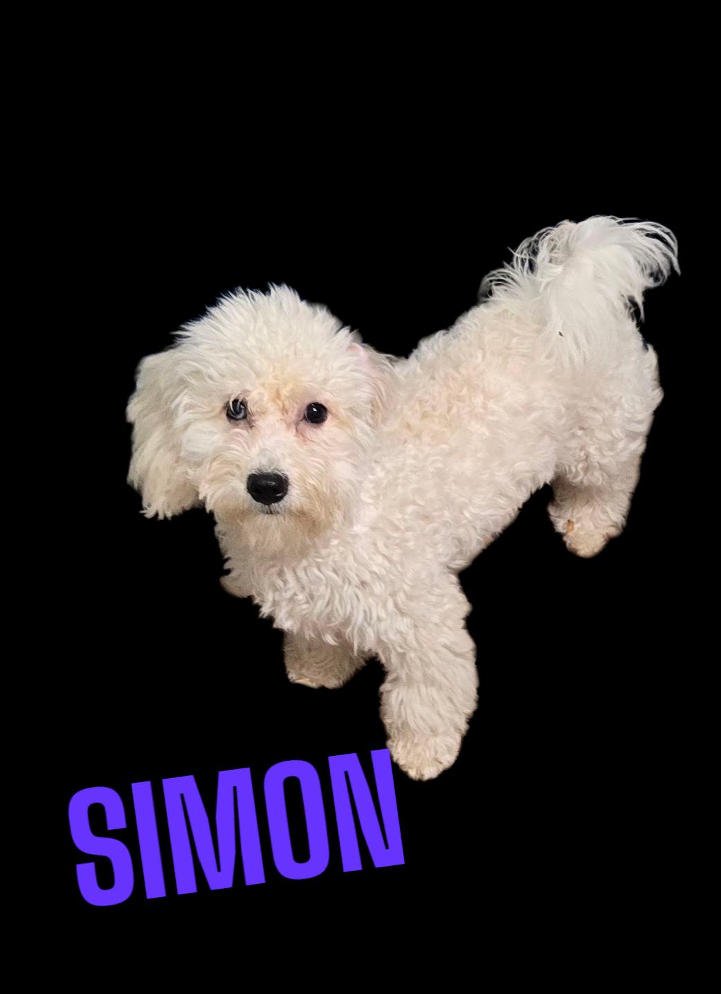 Enlarge Simon, a Adopted mixed breed in Seaford, DE image 1/1