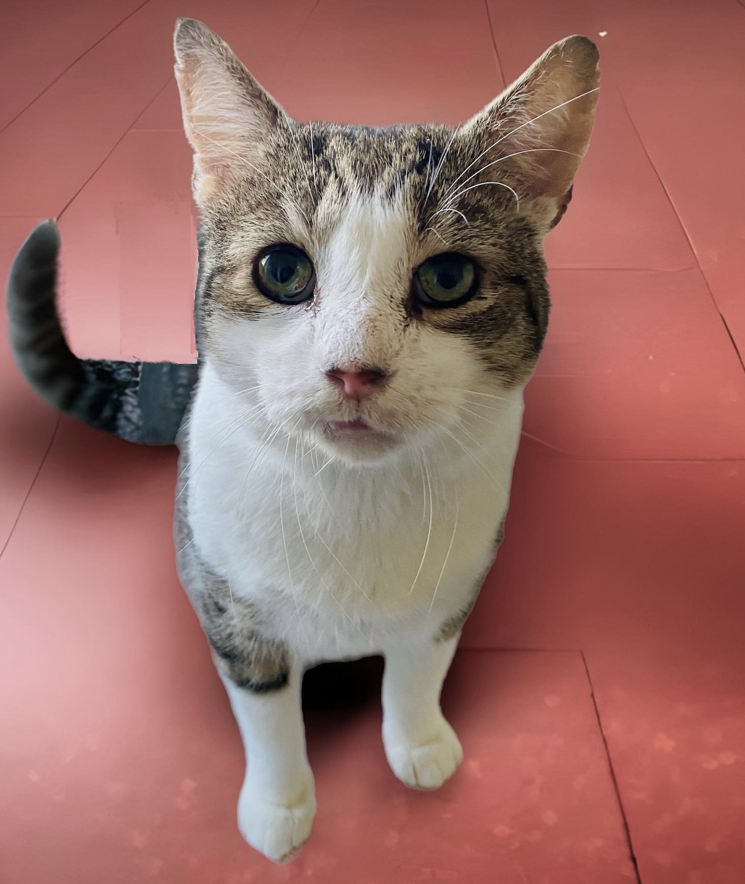 Tommy, a Adoptable Tabby in Philadelphia, PA image 3/5