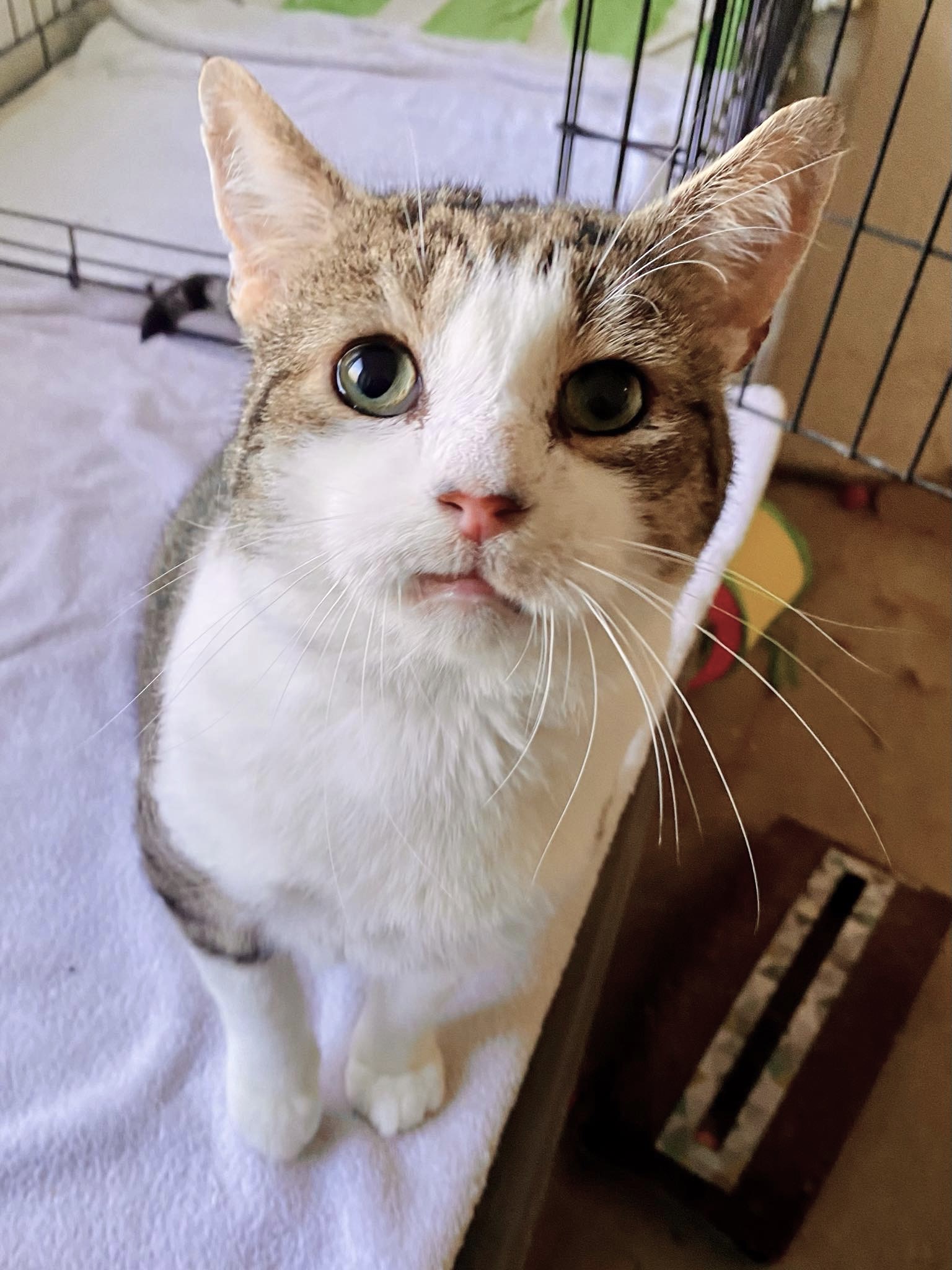 Tommy, a Adoptable Tabby in Philadelphia, PA image 4/5