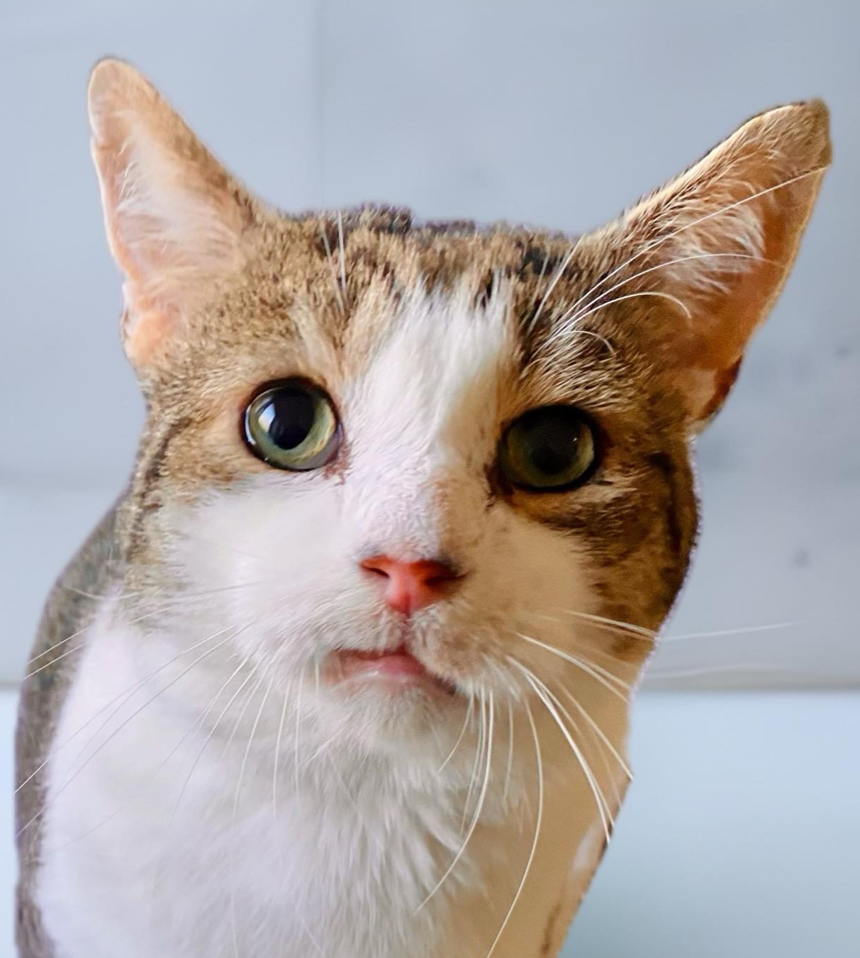 Tommy, Adoptable, Young Male Tabby.