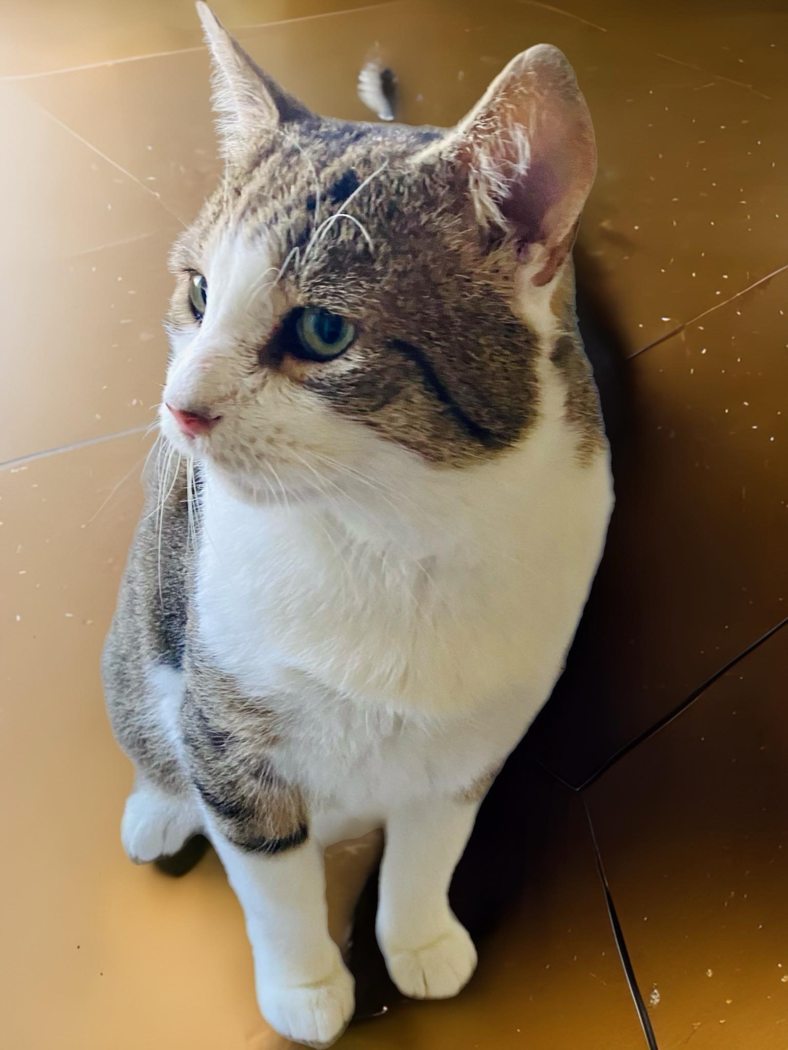 Tommy, a Adoptable Tabby in Philadelphia, PA image 5/5