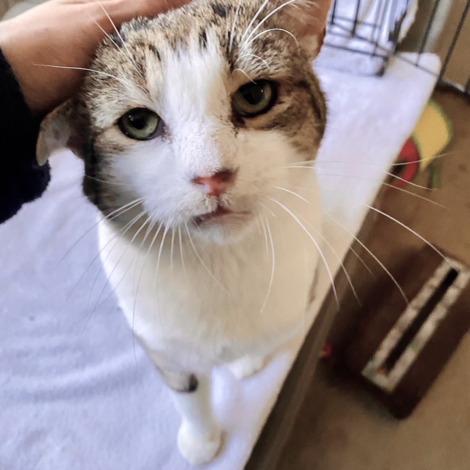 Tommy, a Adoptable Tabby in Philadelphia, PA image 2/5