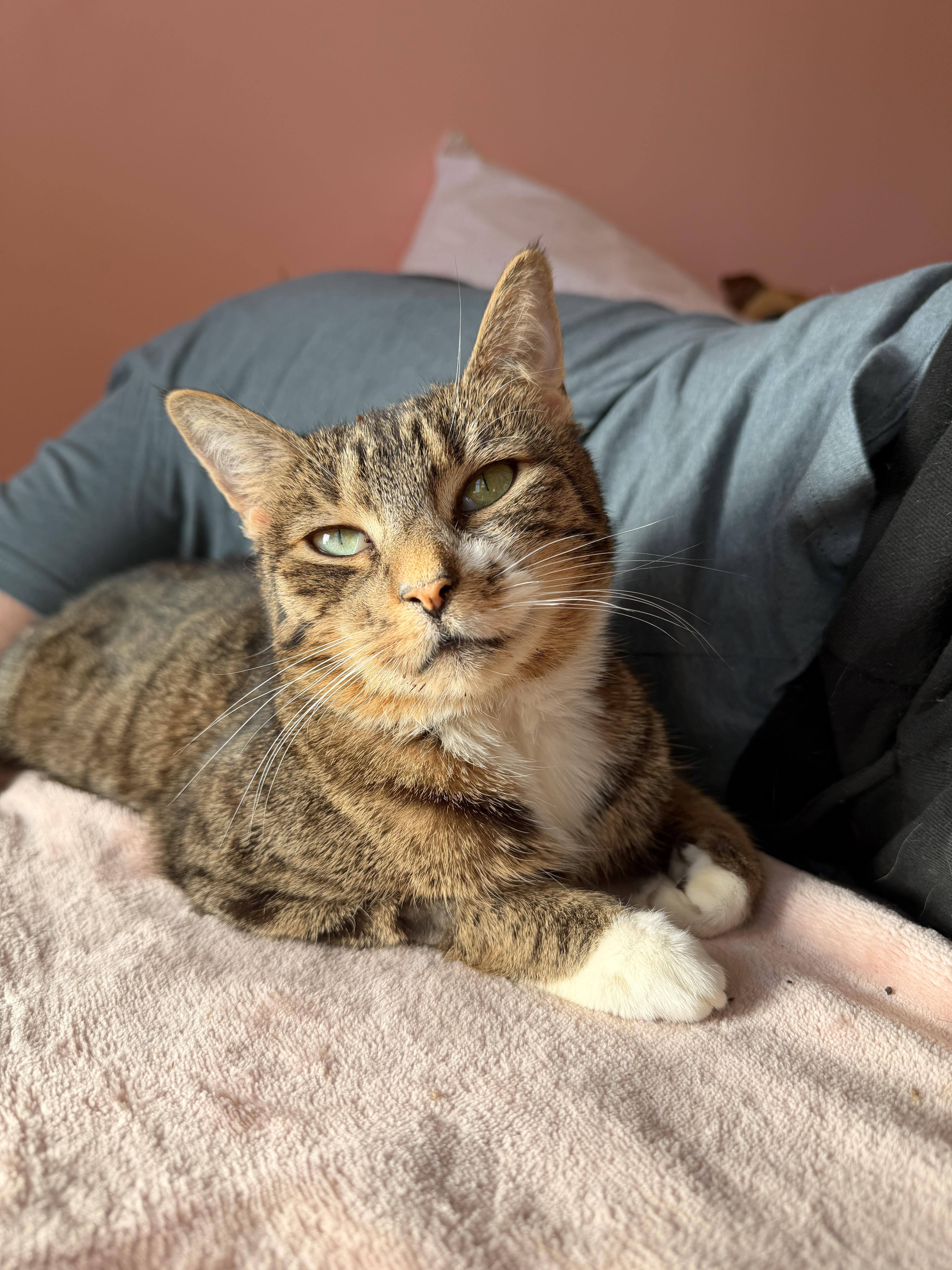 Enlarge LILAC, a ADOPTABLE Tabby in New York, NY image 3/6