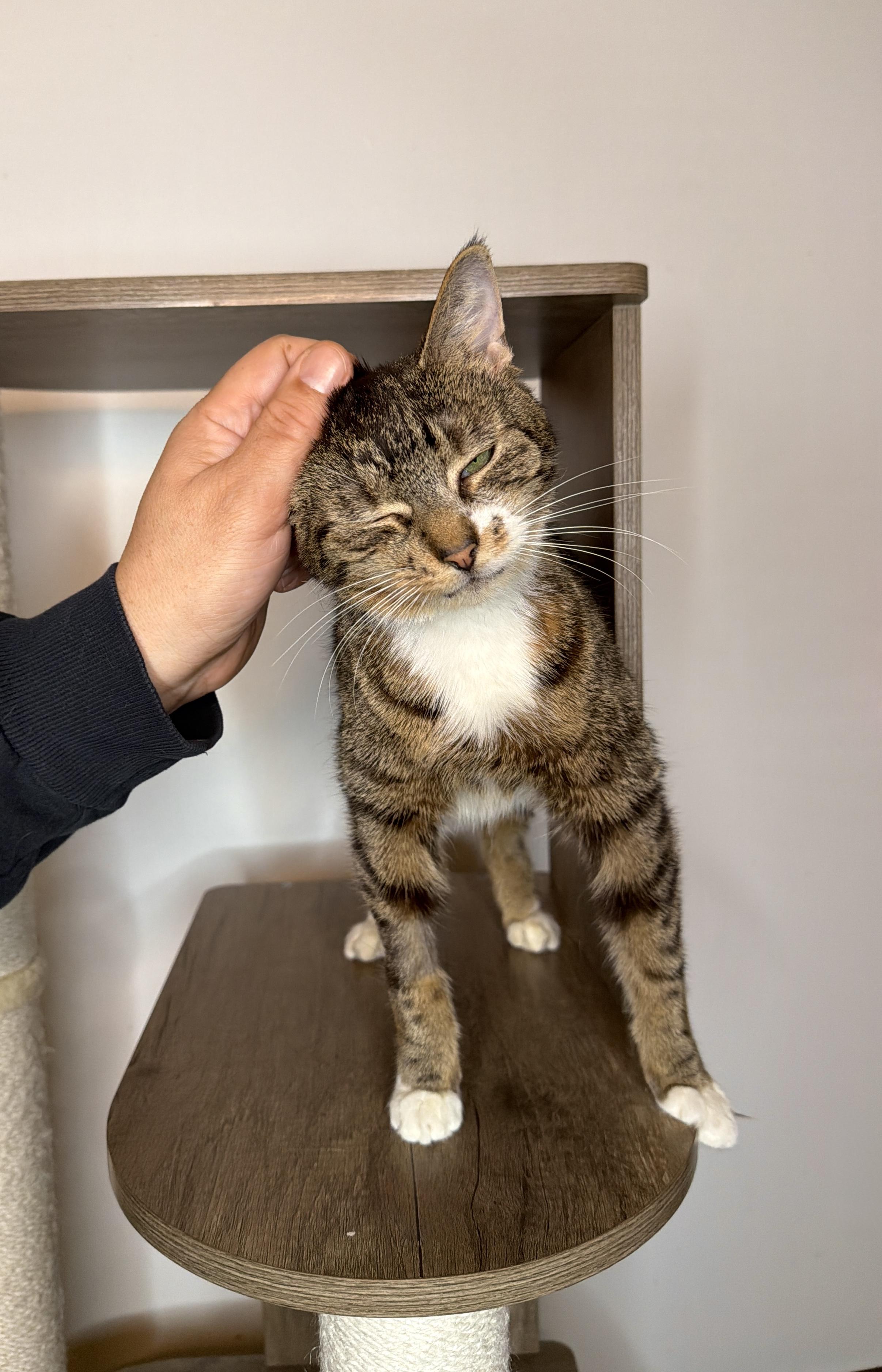 Enlarge LILAC, a ADOPTABLE Tabby in New York, NY image 5/6