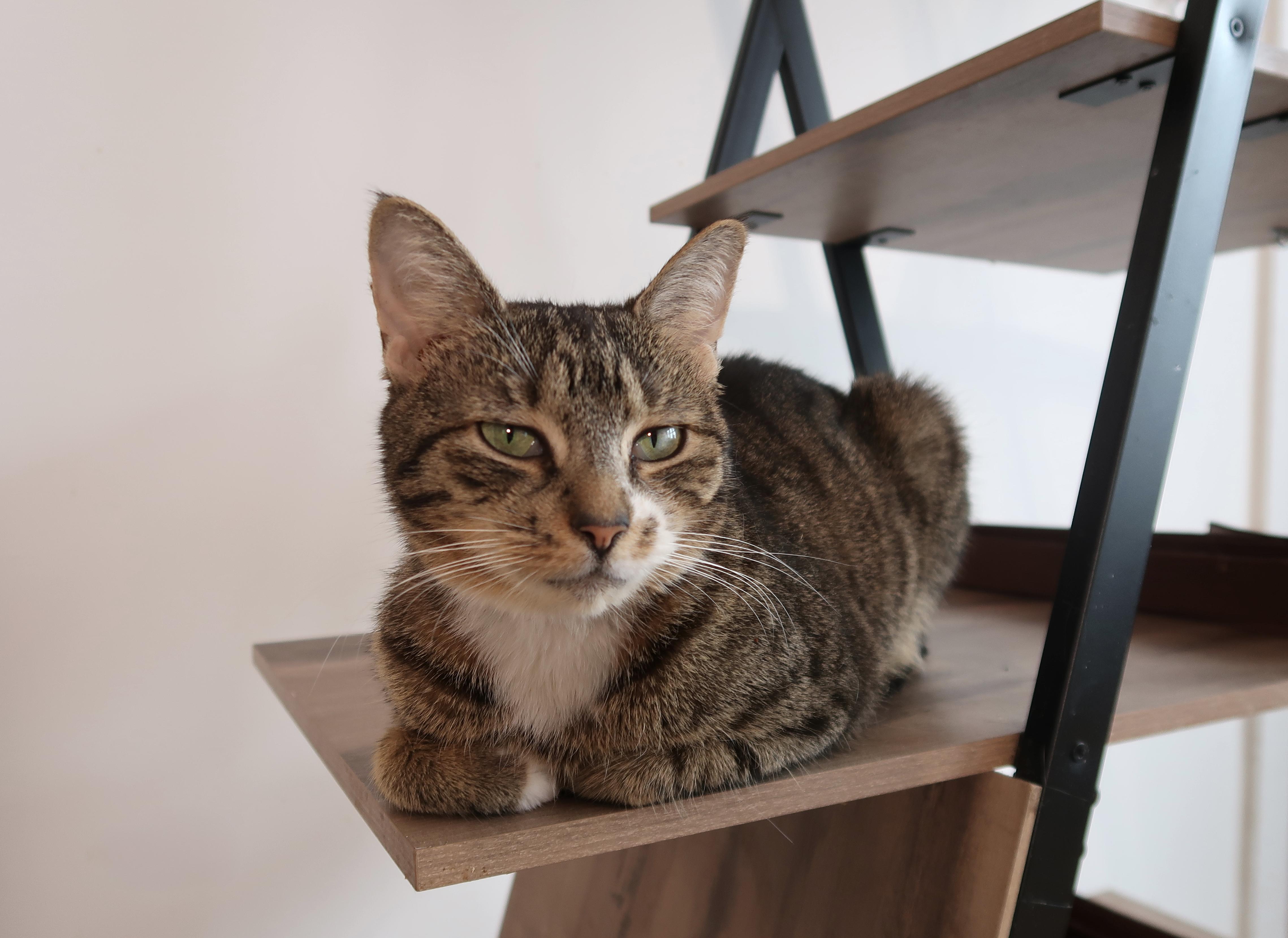 Enlarge LILAC, a ADOPTABLE Tabby in New York, NY image 4/6