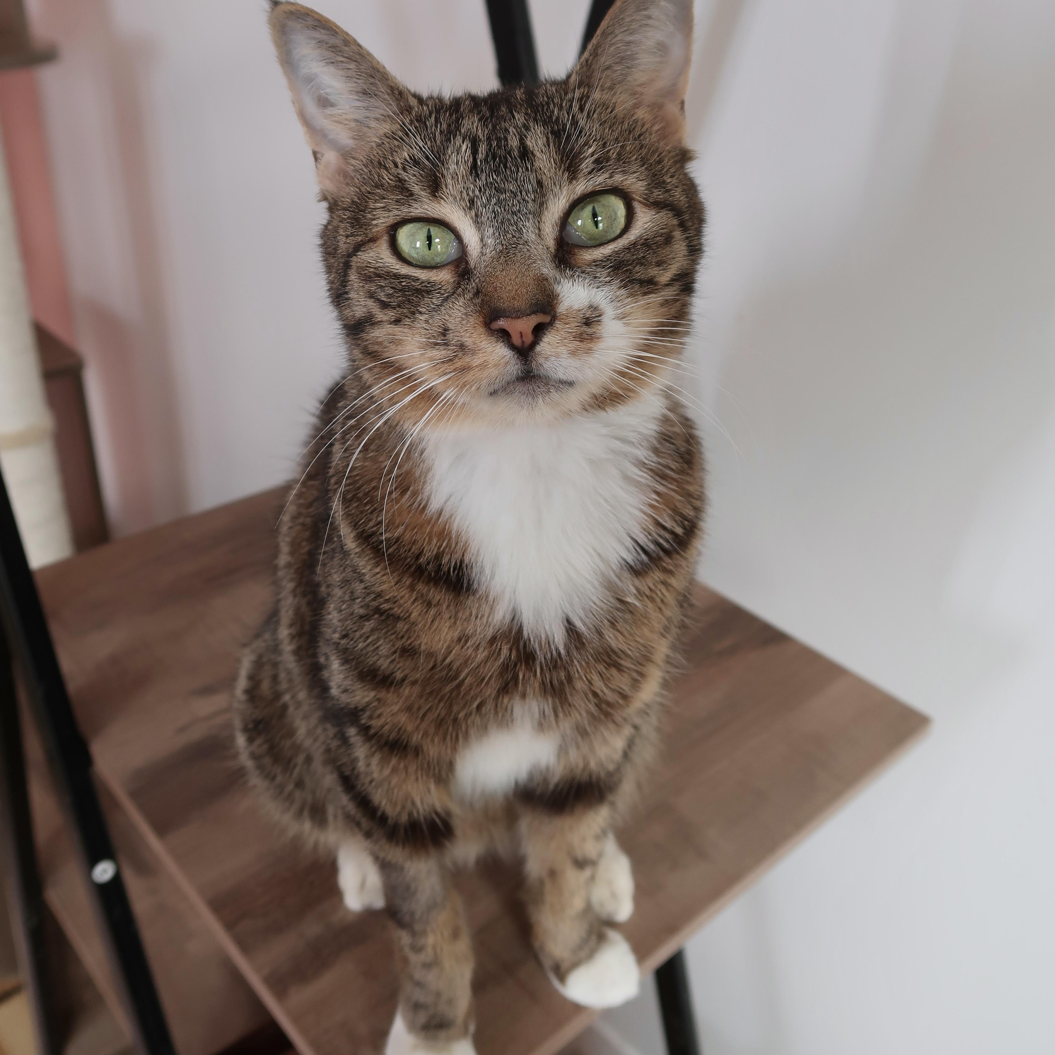 LILAC, ADOPTABLE, Young Female Tabby.