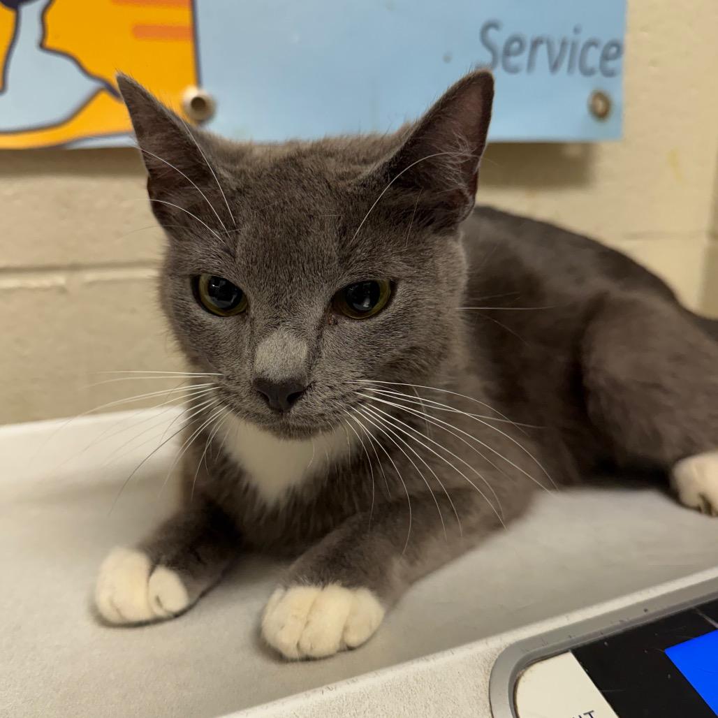 Catpuccino, Adoptable, Young Female Domestic Short Hair.