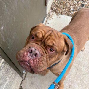 Erik, Adopted, Adult Male Dogue de Bordeaux.