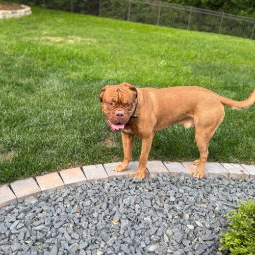 Erik, a Adopted Dogue de Bordeaux in St Louis, MO image 2/6