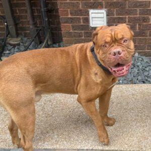 Erik, a Adopted Dogue de Bordeaux in St Louis, MO image 3/6