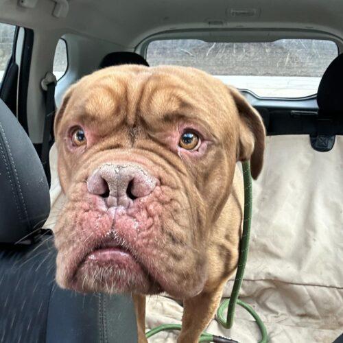 Erik, a Adopted Dogue de Bordeaux in St Louis, MO image 5/6