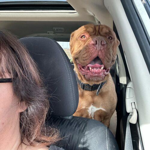 Erik, a Adopted Dogue de Bordeaux in St Louis, MO image 6/6
