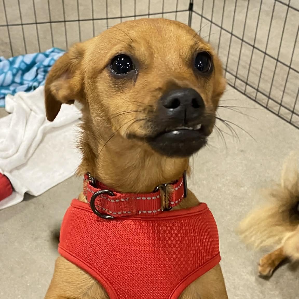 HENRY, Adoptable, Young Male Chihuahua.