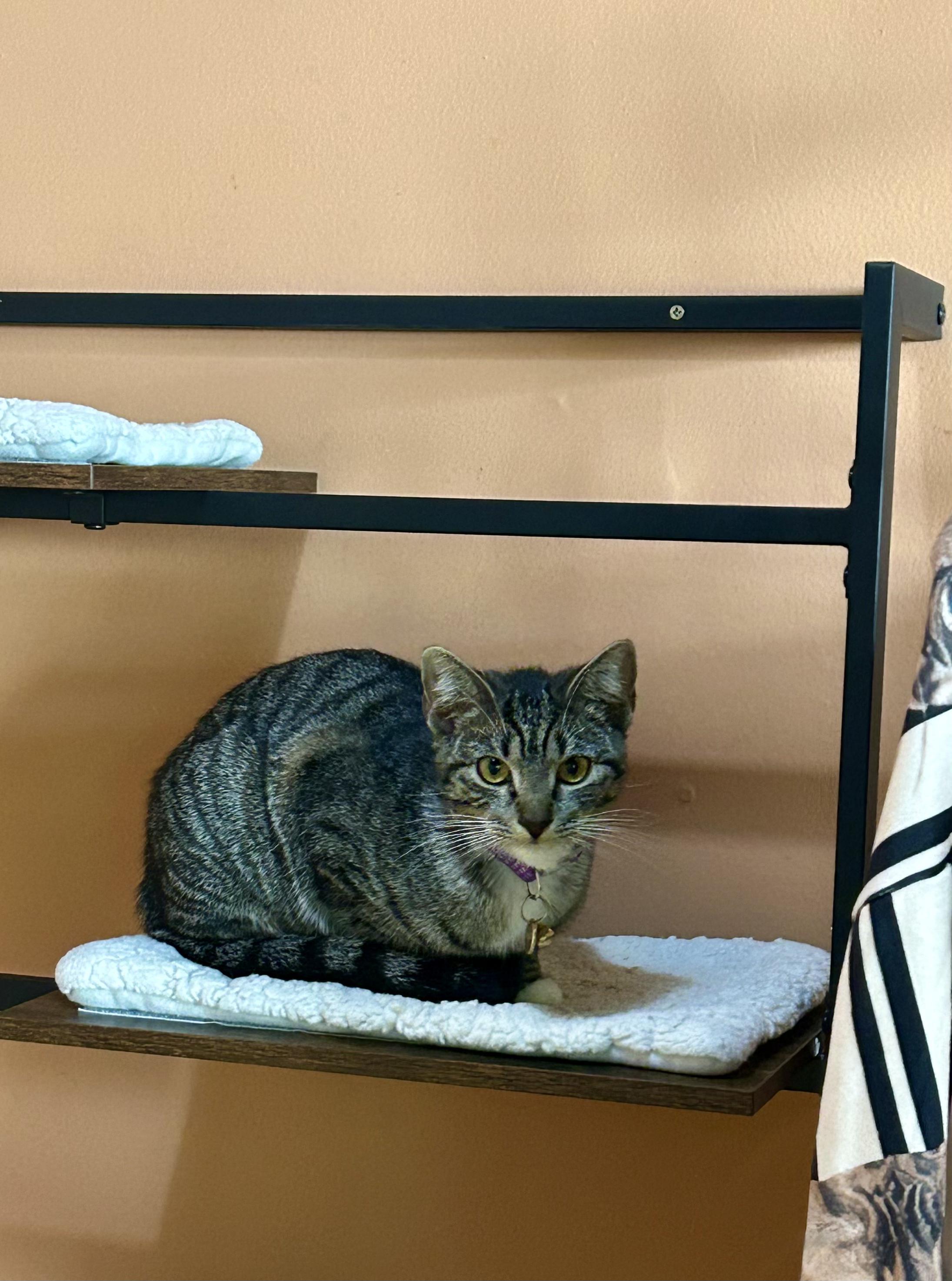 Enlarge Nezuko, a ADOPTABLE Tabby in Commerce City, CO image 3/6