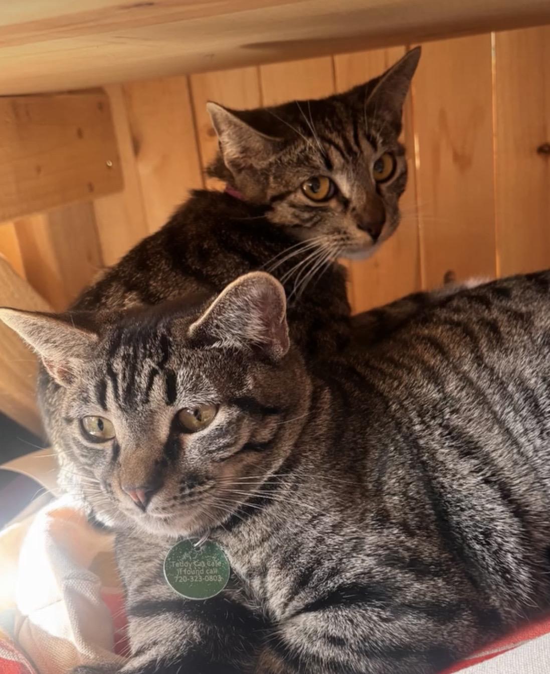 Enlarge Nezuko, a ADOPTABLE Tabby in Commerce City, CO image 2/6