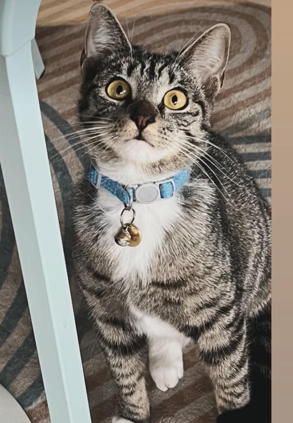 Enlarge Nezuko, a ADOPTABLE Tabby in Commerce City, CO image 1/6