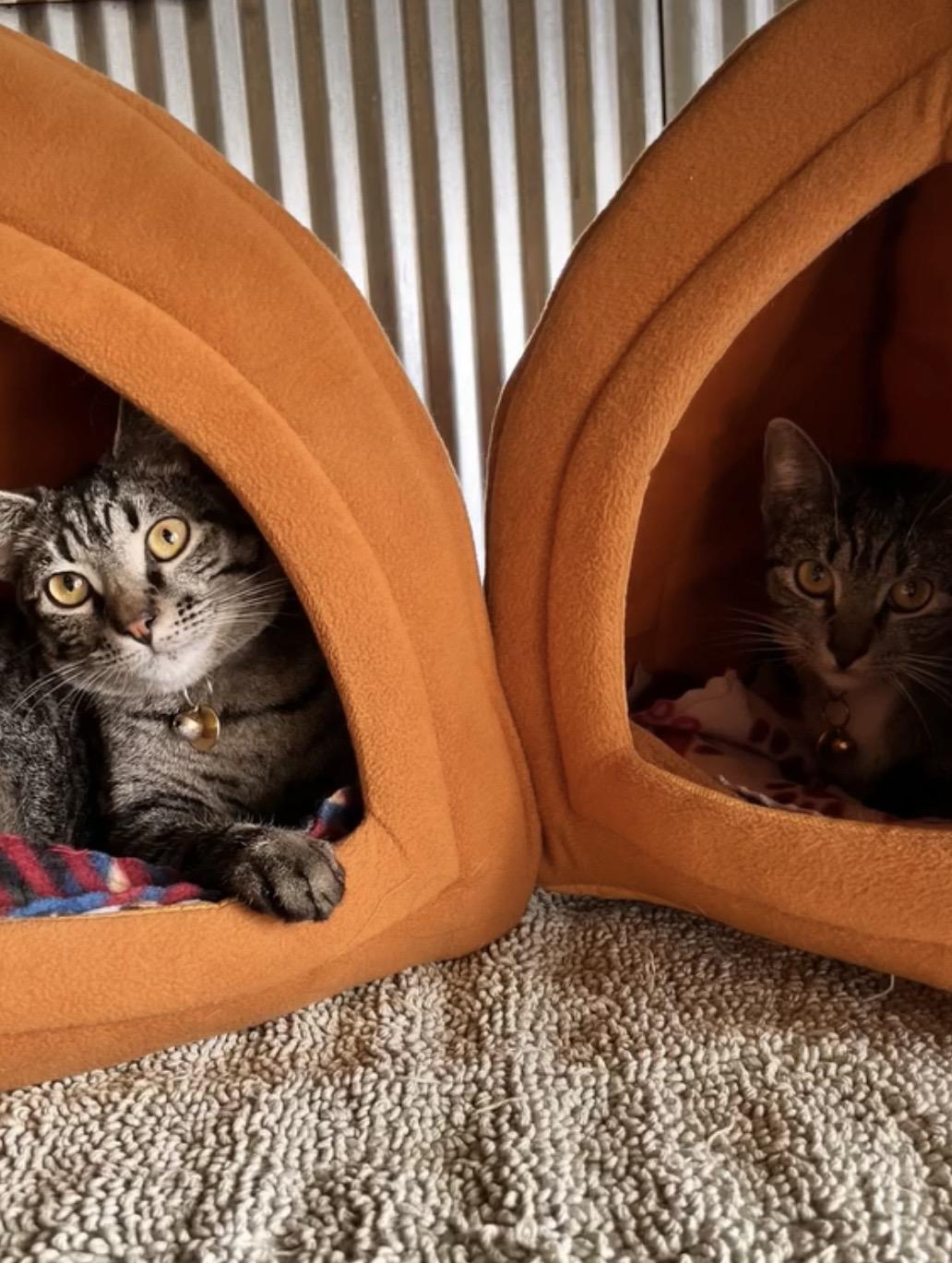 Enlarge Nezuko, a ADOPTABLE Tabby in Commerce City, CO image 5/6