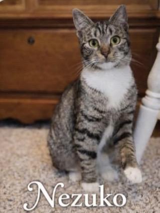 Enlarge Nezuko, a ADOPTABLE Tabby in Commerce City, CO image 6/6