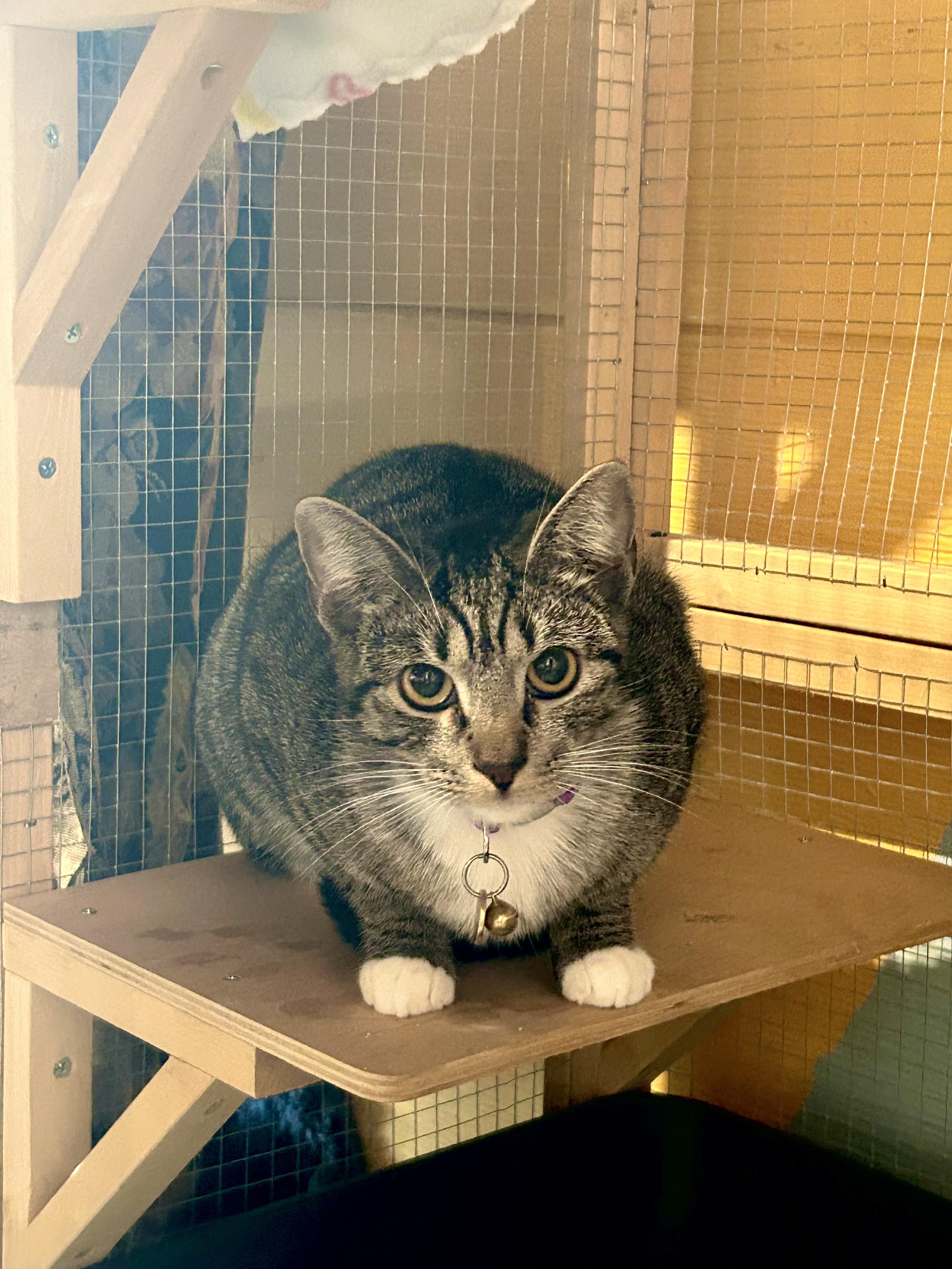 Enlarge Nezuko, a ADOPTABLE Tabby in Commerce City, CO image 4/6