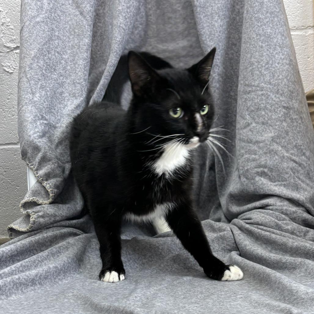 Mu-Stach-io, Adoptable, Adult Male Domestic Short Hair & Domestic Short Hair.