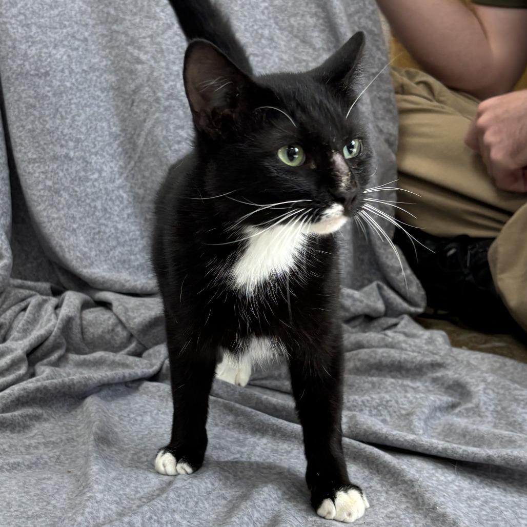 Enlarge Mu-Stach-io, a Adoptable mixed breed in Madisonville, KY image 2/5