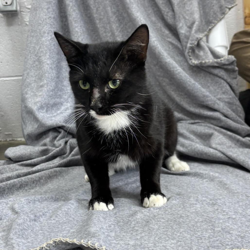 Enlarge Mu-Stach-io, a Adoptable mixed breed in Madisonville, KY image 3/5