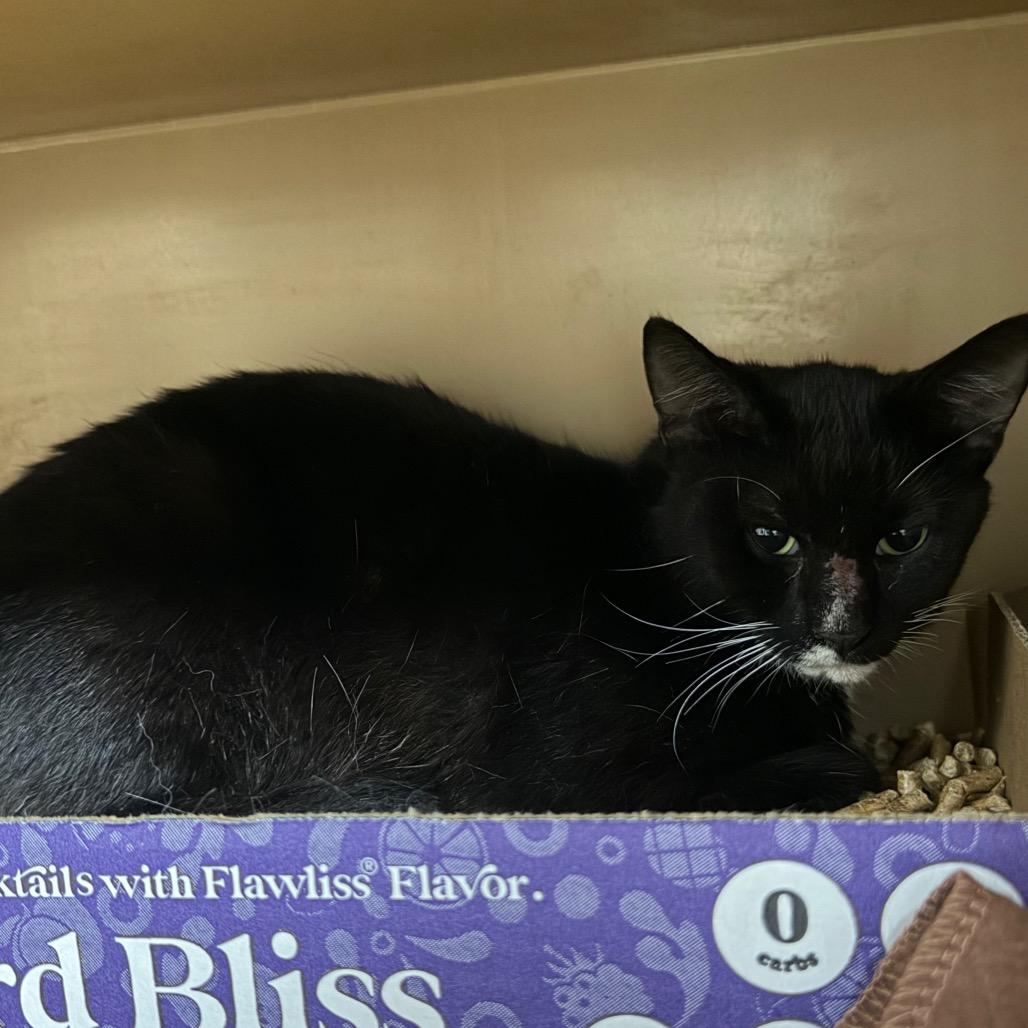 Enlarge Mu-Stach-io, a Adoptable mixed breed in Madisonville, KY image 4/5