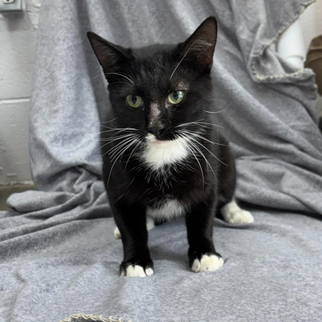 Enlarge Mu-Stach-io, a Adoptable mixed breed in Madisonville, KY image 5/5