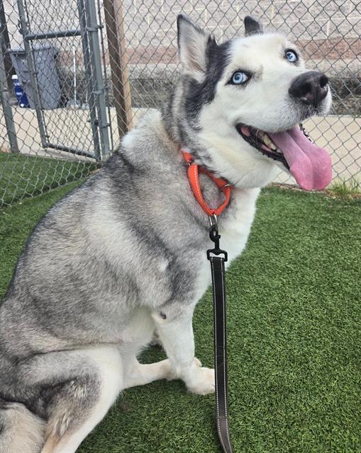 NEEKA, Adoptable, Adult Female Mixed Breed.