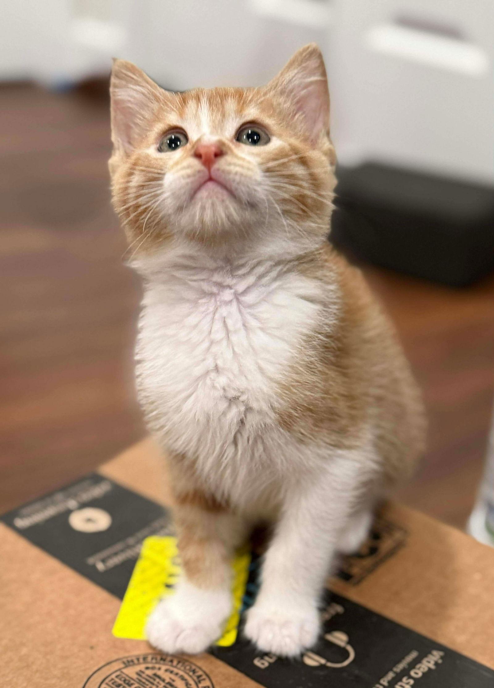 Enlarge Twizzler, a Adoptable Tabby in Orange, CA image 1/2