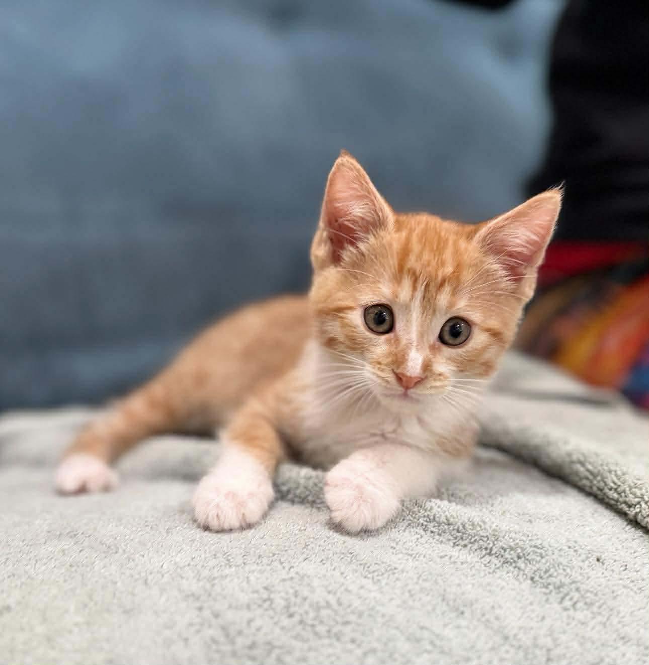 Enlarge Twizzler, a Adoptable Tabby in Orange, CA image 2/2