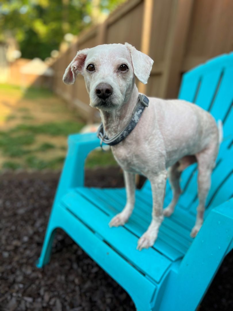 Sully, a Adopted Poodle in Cullman, AL image 1/4