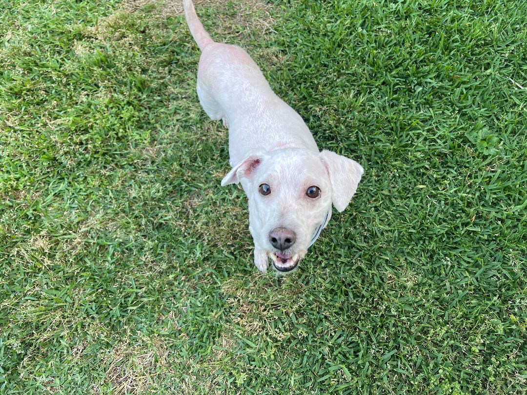 Sully, a Adopted Poodle in Cullman, AL image 2/4