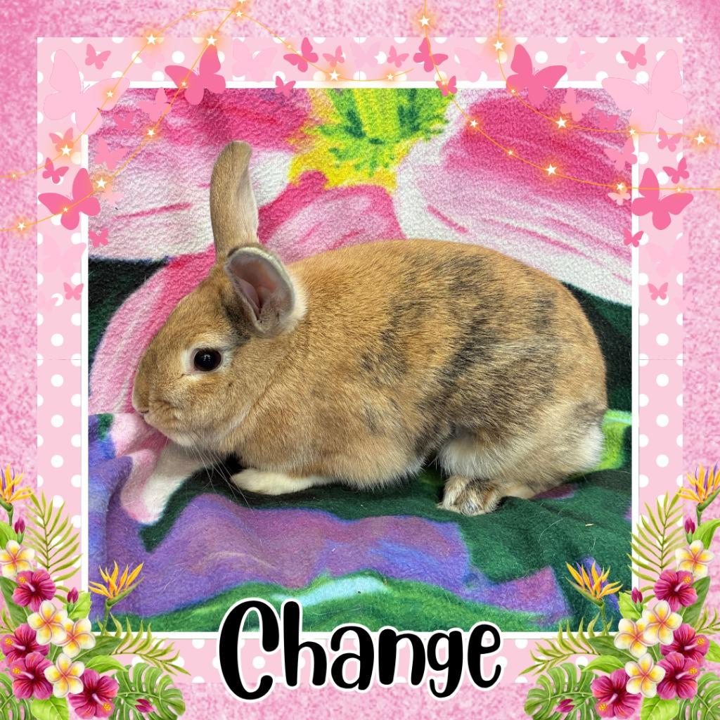 Cheetah, Adoptable, Young Male Harlequin.