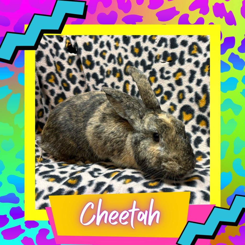 Enlarge Cheetah, a Adoptable Harlequin in Elizabethtown, KY image 2/2