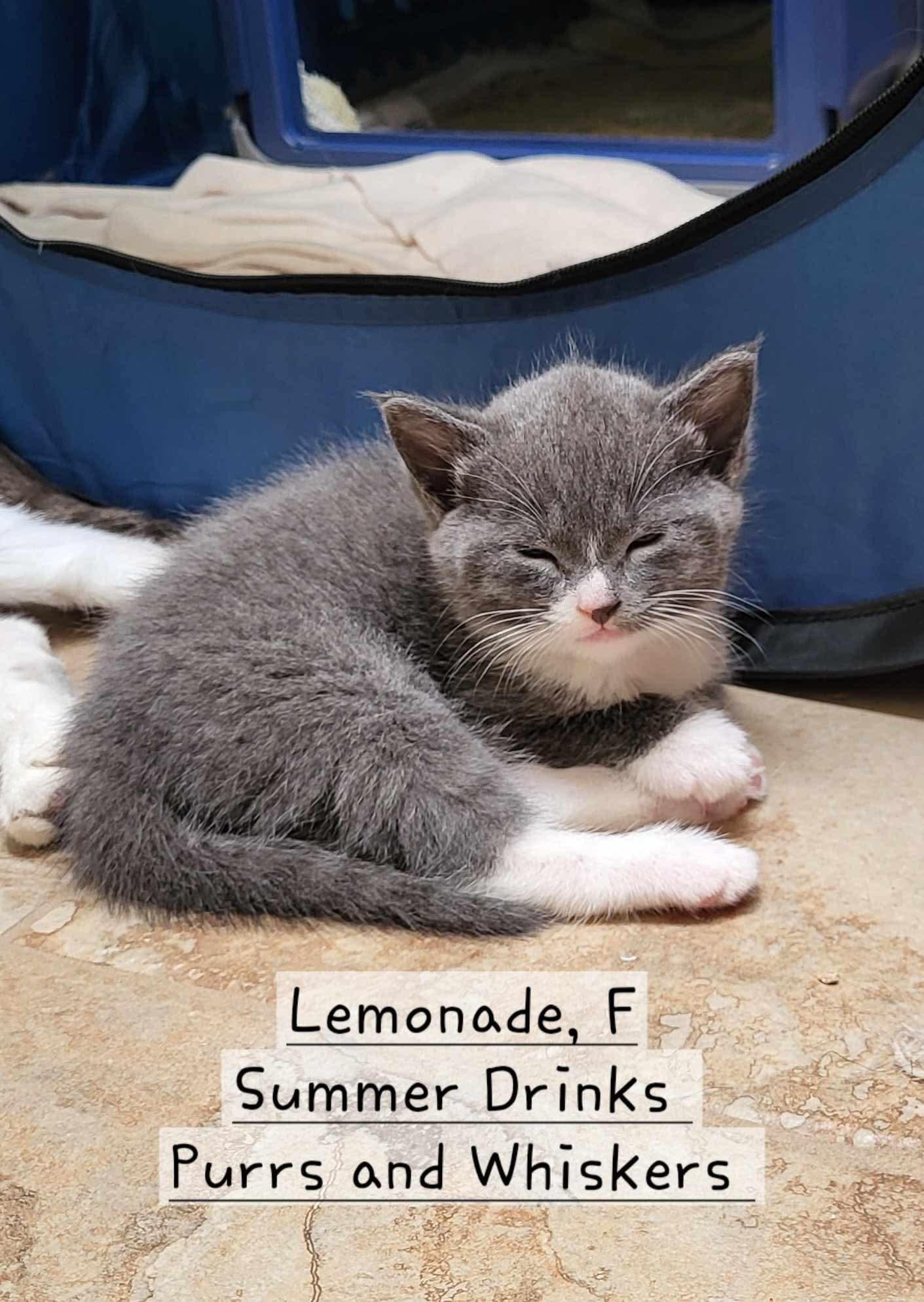 Lemonade photo 1