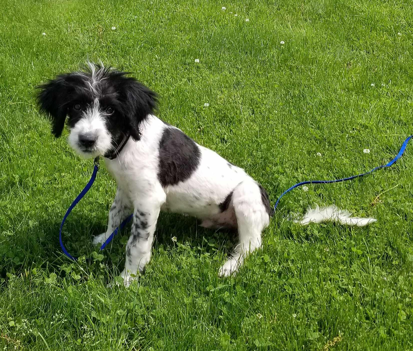 Sawyer, Baby Male Terrier