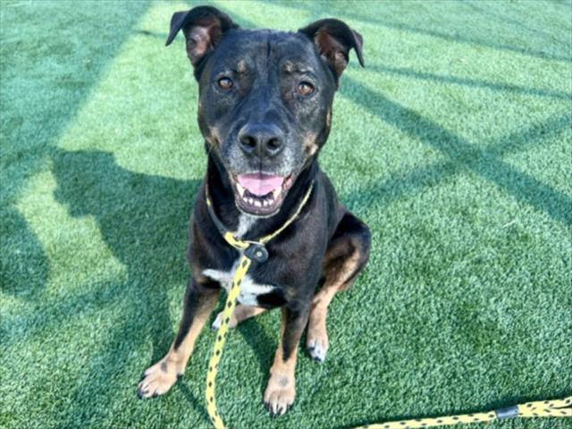 STELLA, Adoptable, Adult Female Staffordshire Bull Terrier & Mixed Breed.