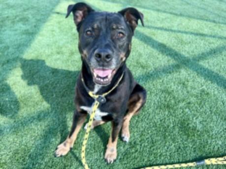 STELLA, Adoptable, Adult Female Staffordshire Bull Terrier & Mixed Breed.