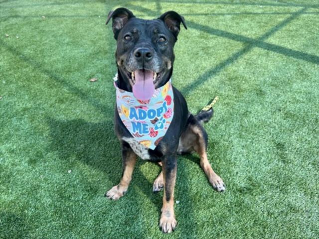 Enlarge STELLA, a Adoptable mixed breed in Los Angeles, CA image 1/1