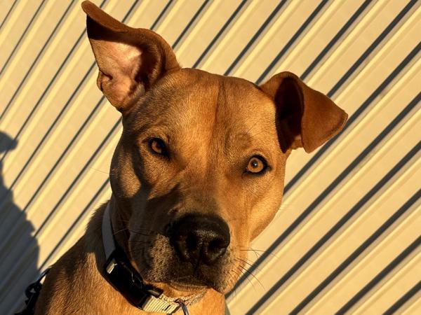 Mahina, Adoptable, Young Female Pit Bull Terrier.