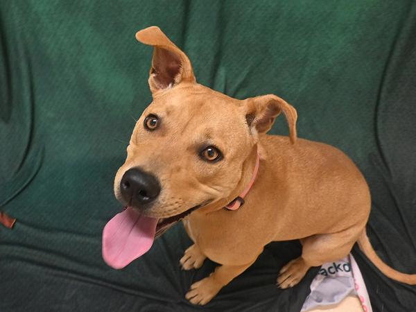 Enlarge Mahina, a Adoptable mixed breed in Portland, OR image 2/3