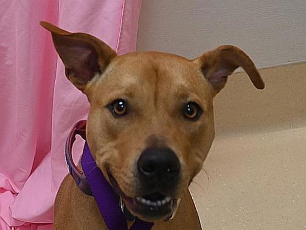 Enlarge Mahina, a Adoptable mixed breed in Portland, OR image 3/3